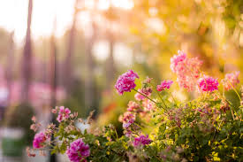 Jardim com flores