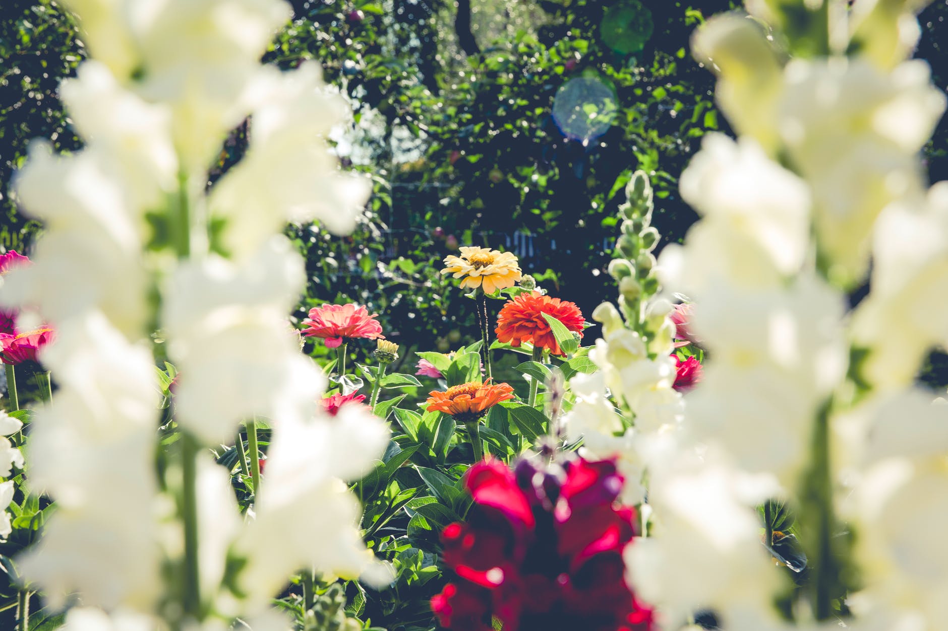 flores na primavera