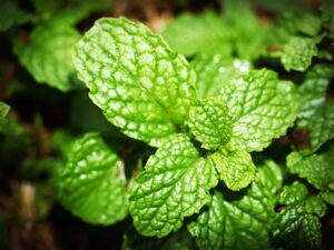erva medicinal hortelã