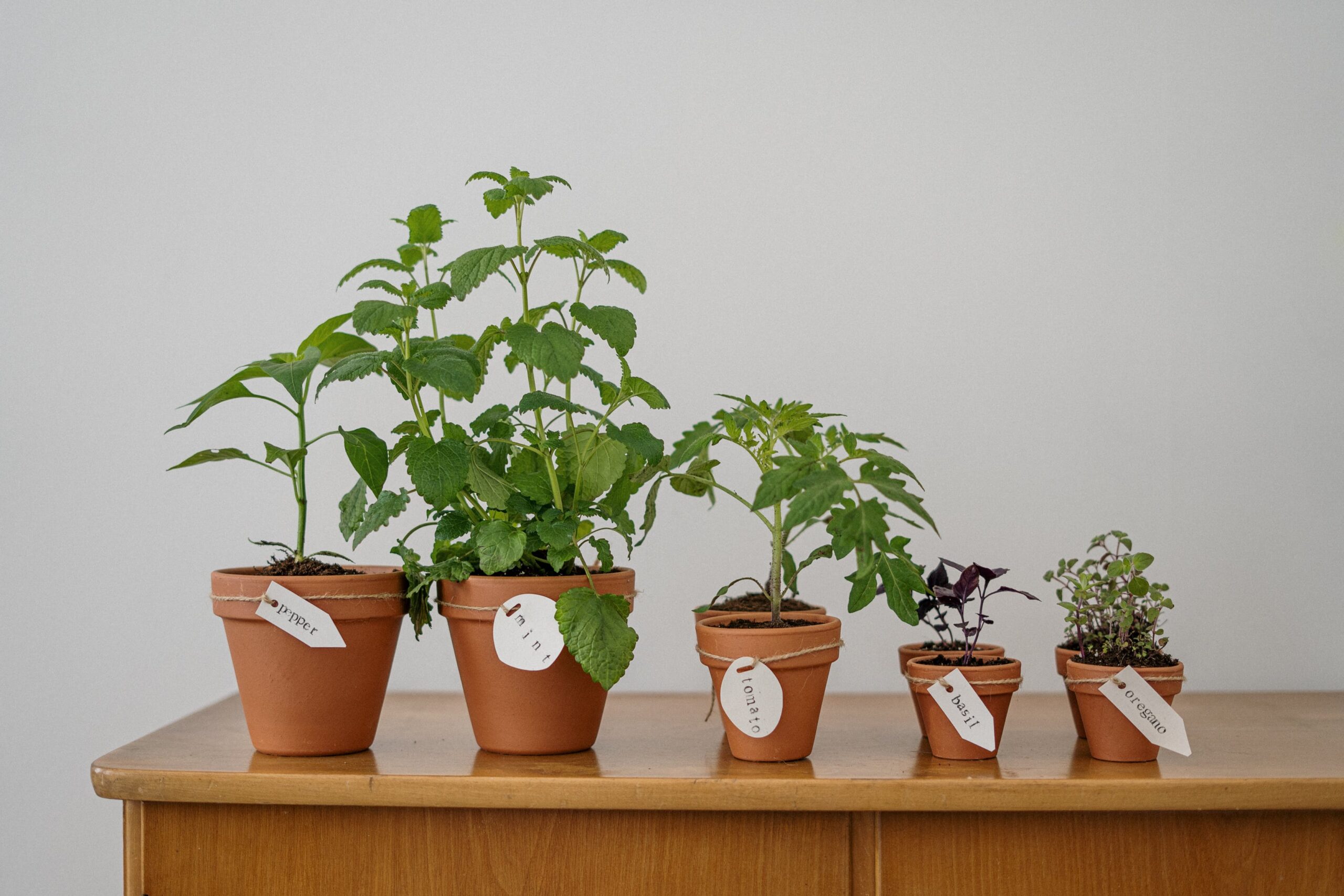 Como fazer um jardim de ervas