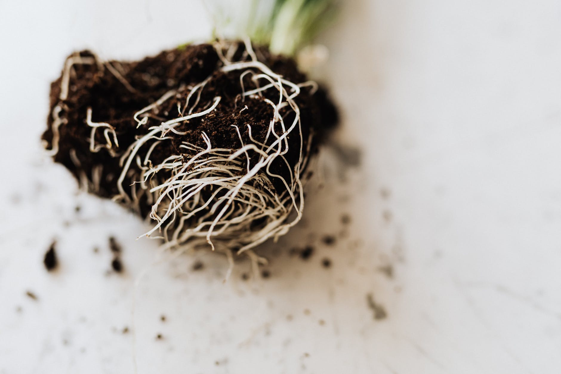 Qual é a utilidade do substrato para as plantas