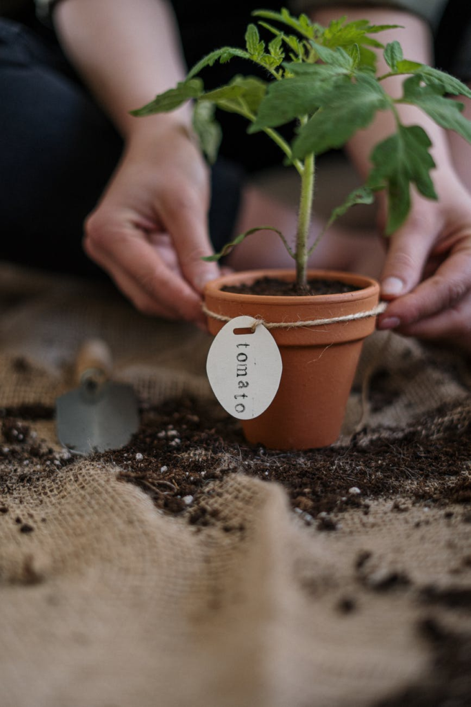 Saiba como fazer uma horta em casa e quais espécies ideais para cultivar nesse espaço!